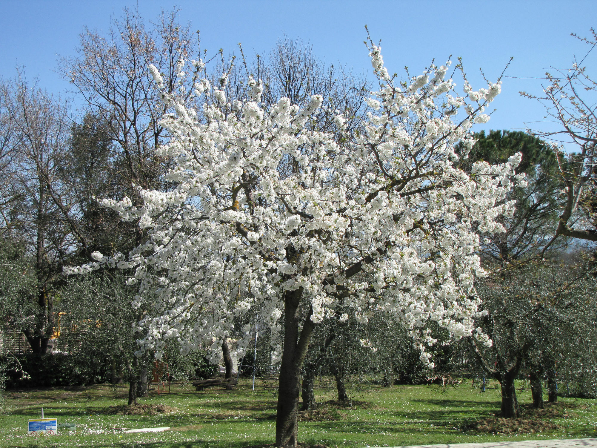 Poggio Delle Rose Tuscany Relais Apartment Chianciano Terme Bagian luar foto